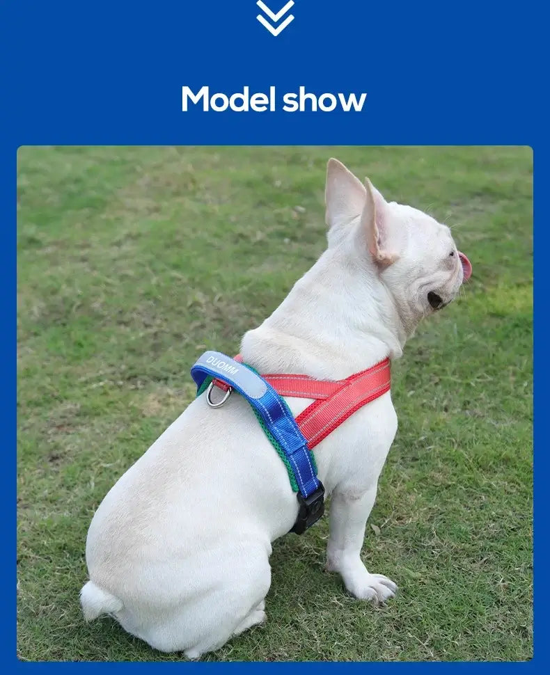 White French Bulldog wearing a saddle type dog harness for secure, reflective outdoor walking and chest support