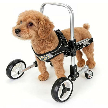 Small dog using a front-limb wheelchair for small dogs, featuring a sturdy metal frame and four wheels.