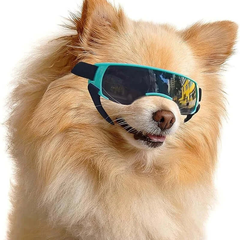 small breed dog goggles for a fluffy dog wearing UV-blocking sunglasses for outdoor eye protection