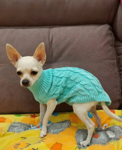 small dog turtleneck sweater on a Chihuahua wearing a turquoise knit winter coat on a couch