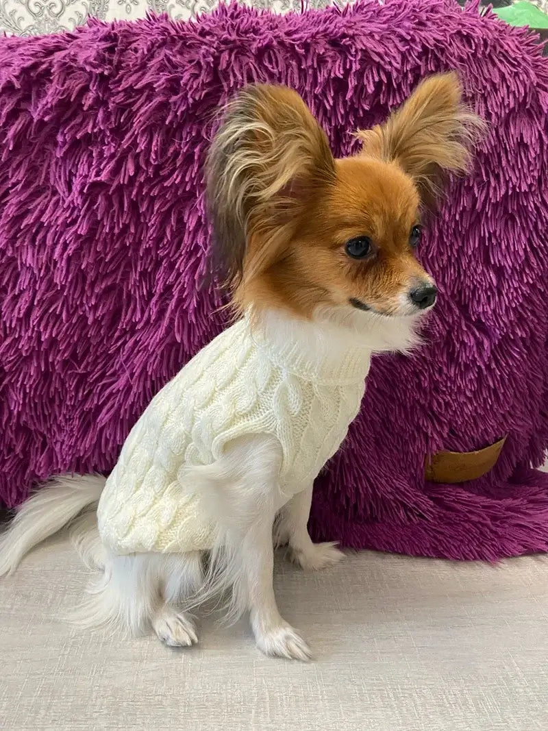 small dog turtleneck sweater white knitted pet coat for Chihuahua puppy sitting indoors