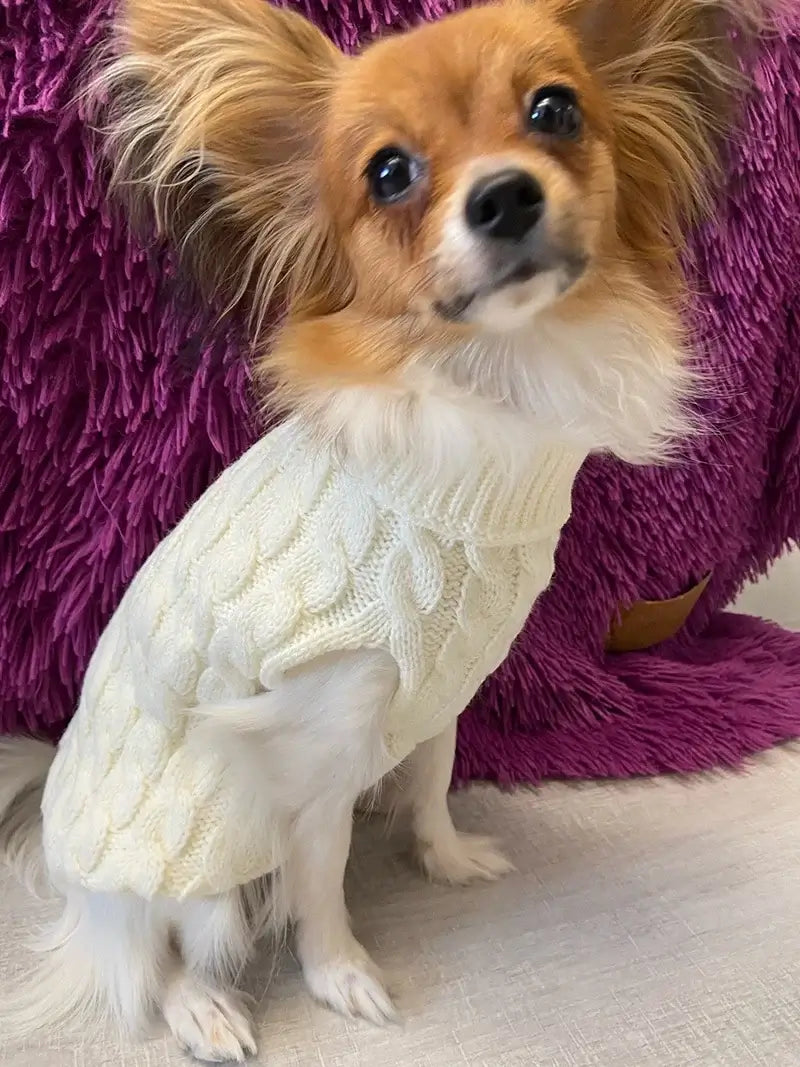 small dog turtleneck sweater on a Chihuahua wearing a white knitted winter coat