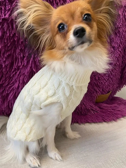 small dog turtleneck sweater on a Chihuahua wearing a white knitted winter coat