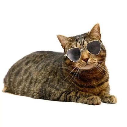 Fashion dog sunglasses for small dogs on a tabby cat, stylish pet photo prop with reflective lenses for summer cosplay