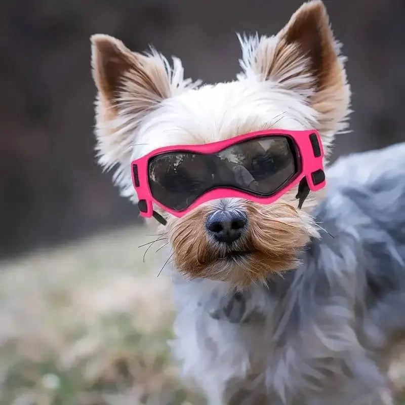 dog uv protective goggles on small dog wearing pink outdoor sunglasses for sun protection and riding