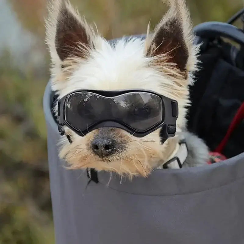 dog uv protective goggles for small dogs, black UV sunglasses eyewear for outdoor riding and sun protection