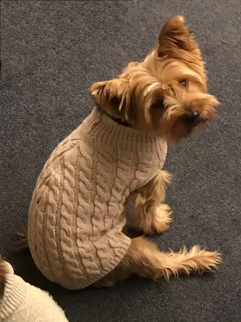 small dog turtleneck sweater on a Yorkshire Terrier wearing a cozy knitted winter pet coat