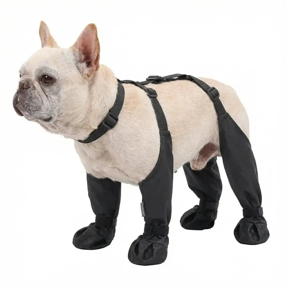French Bulldog wearing waterproof dog boots non-slip for outdoor walking and protection.