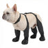 French Bulldog wearing waterproof dog boots non-slip for outdoor walking and protection.