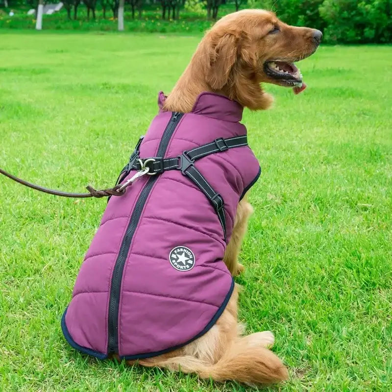 Golden retriever wearing waterproof dog winter jacket with harness in purple, insulated dog coat for outdoor walks