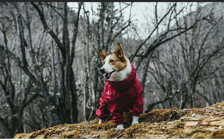 waterproof dog winter coat red reflective jacket for medium large dogs, warm outdoor raincoat for walking and training