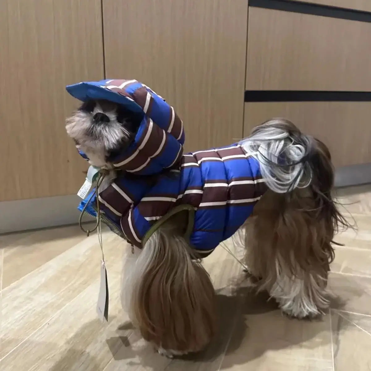 winter dog coat for small dogs blue striped hooded warm jacket for small puppy dog